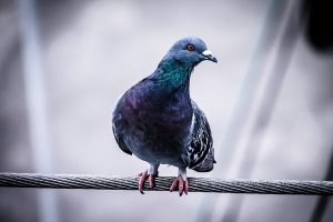 הרחקת יונים מבניינים